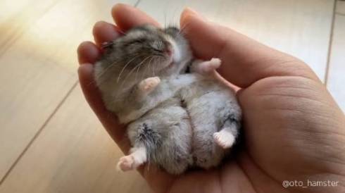 ハムスター 音くん 音と歌 寝言