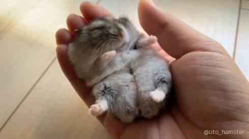 ハムスター 音くん 音と歌 寝言