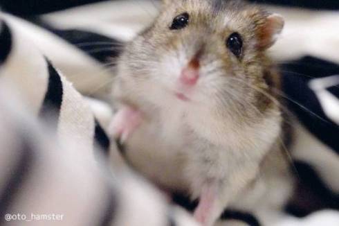 ハムスター 音くん 音と歌 寝言