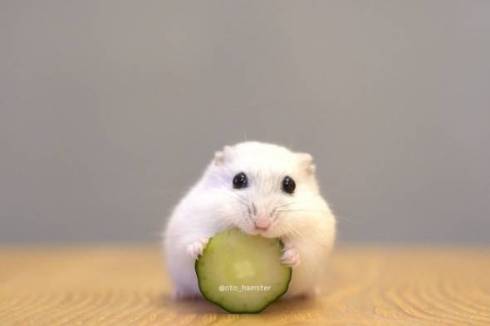 ハムスター 音くん 音と歌 寝言