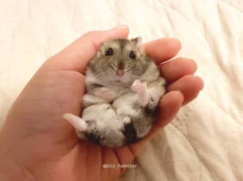 ハムスター 音くん 音と歌 寝言