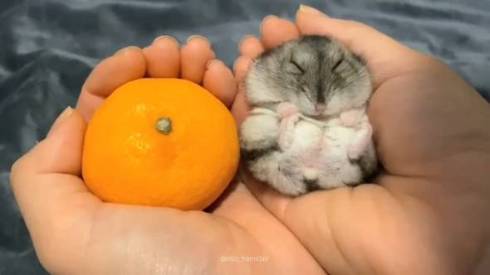 ハムスター 音くん 音と歌 寝言