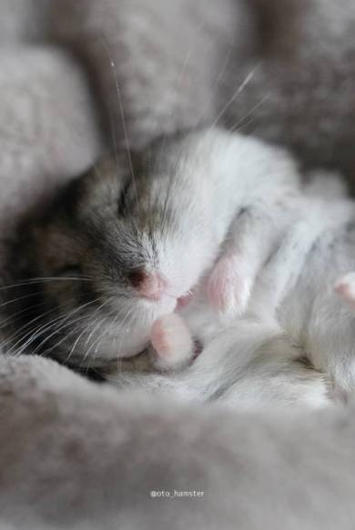 ハムスター 音くん 音と歌 寝言