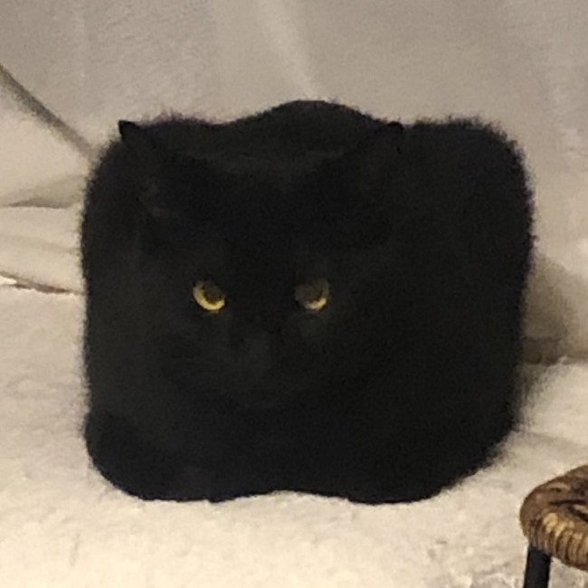 思わず二度見した”黒猫の姿とは…… 飼い主も驚愕のトランス