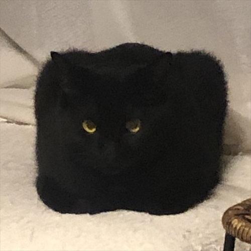額 女豹に黒猫 あずき&おはぎ (3才) on X: 