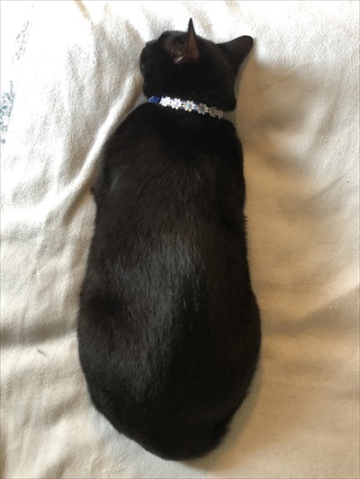 二度見した黒猫さん