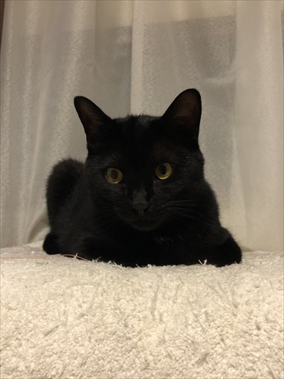 思わず二度見した”黒猫の姿とは…… 飼い主も驚愕のトランス
