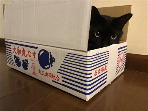 二度見した黒猫さん