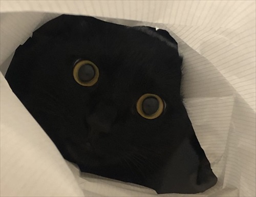 二度見した黒猫さん