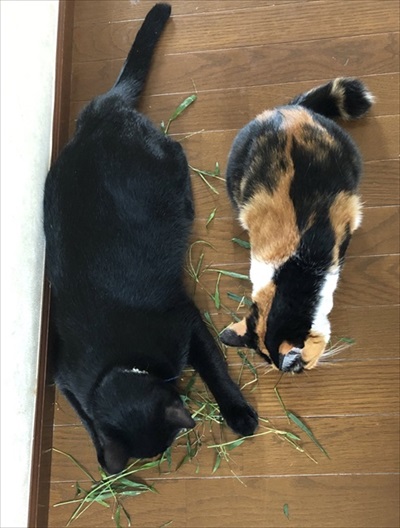 二度見した黒猫さん