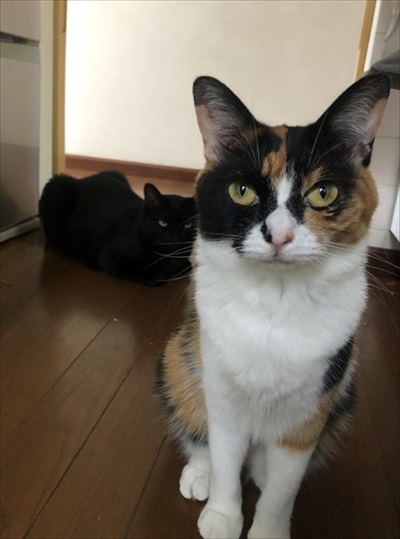 思わず二度見した”黒猫の姿とは…… 飼い主も驚愕のトランス
