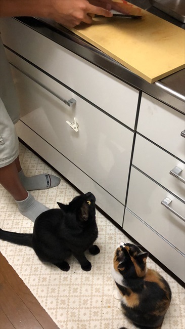 思わず二度見した”黒猫の姿とは…… 飼い主も驚愕のトランス