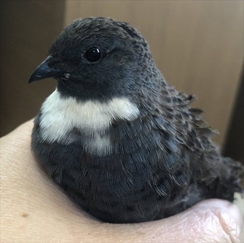 二度見した黒猫さん