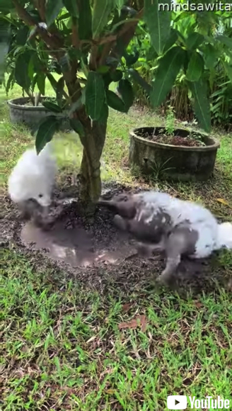 泥遊びする白いワンコ