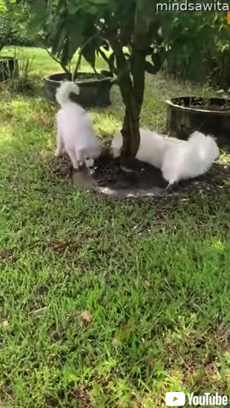 泥遊びする白いワンコ