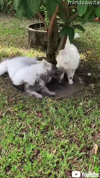 泥遊びする白いワンコ