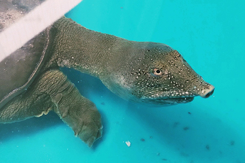 スッポンさん写真