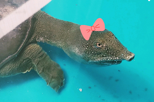 スッポンさんリボン付き写真