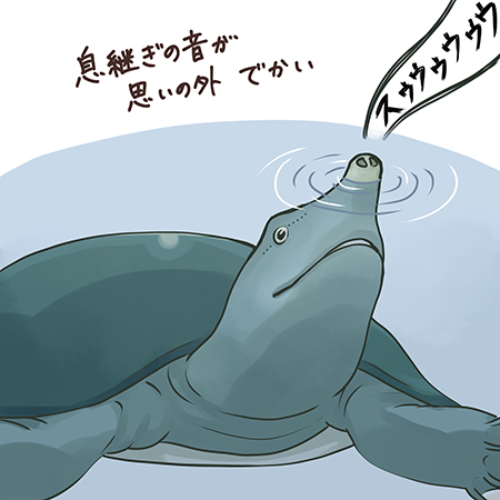 息継ぎの音がでかいスッポンさん