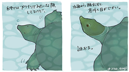 顔が違うスッポンさん