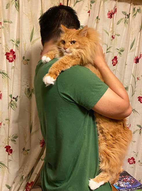 保護猫 息子 出会い 記念日 10年 ピョンタ