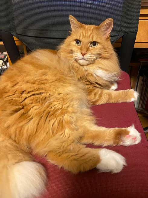 保護猫 息子 出会い 記念日 10年 ピョンタ