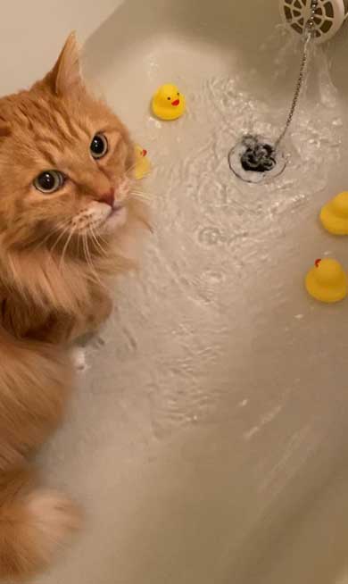 保護猫 息子 出会い 記念日 10年 ピョンタ