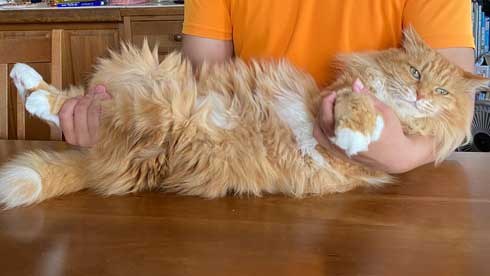 保護猫 息子 出会い 記念日 10年 ピョンタ