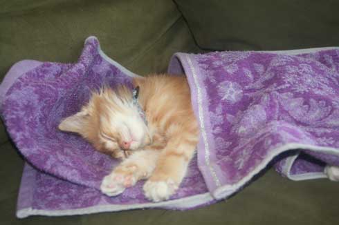 保護猫 息子 出会い 記念日 10年 ピョンタ