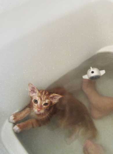 保護猫 息子 出会い 記念日 10年 ピョンタ