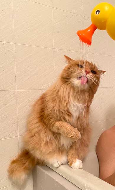 保護猫 息子 出会い 記念日 10年 ピョンタ