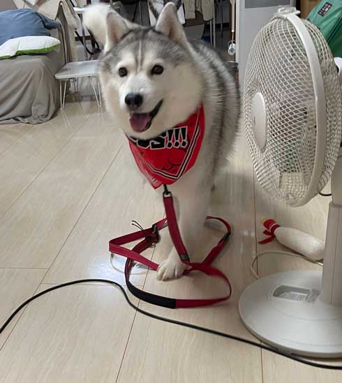 ハスキー シルビア 病院 わかってない 犬 表情 変化