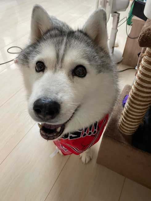 ハスキー シルビア 病院 わかってない 犬 表情 変化