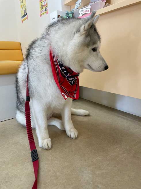 ハスキー シルビア 病院 わかってない 犬 表情 変化