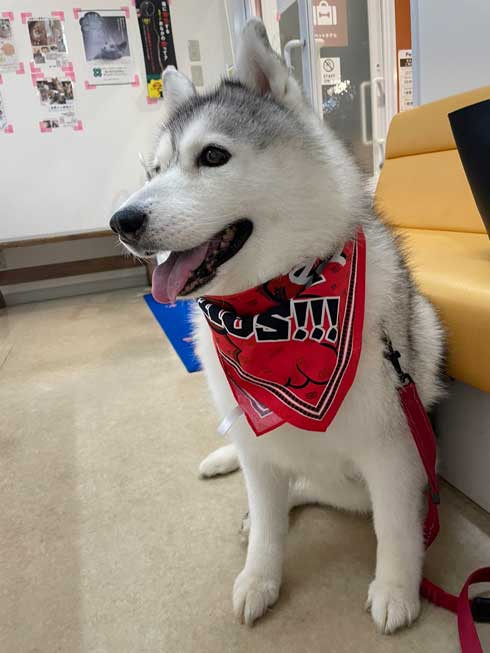 ハスキー シルビア 病院 わかってない 犬 表情 変化