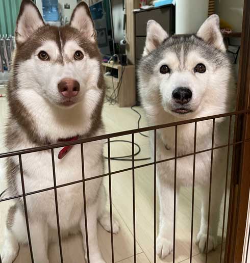 ハスキー シルビア 病院 わかってない 犬 表情 変化