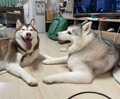 ハスキー シルビア 病院 わかってない 犬 表情 変化
