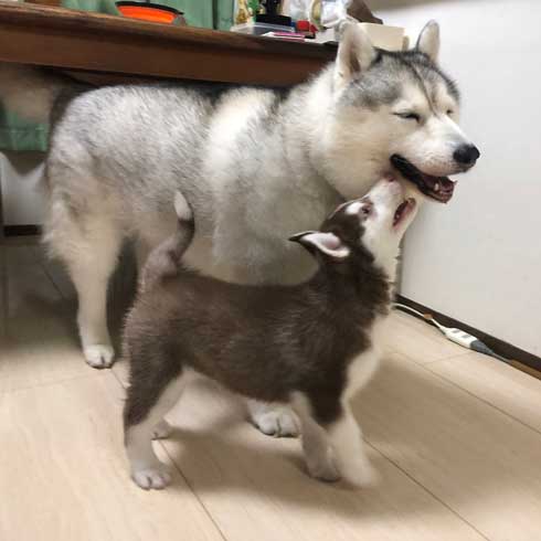 ハスキー シルビア 病院 わかってない 犬 表情 変化