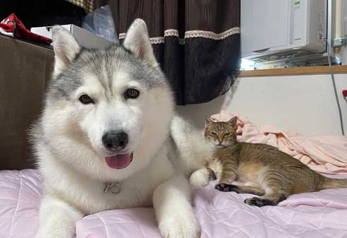 ハスキー シルビア 病院 わかってない 犬 表情 変化