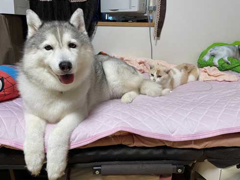 ハスキー シルビア 病院 わかってない 犬 表情 変化