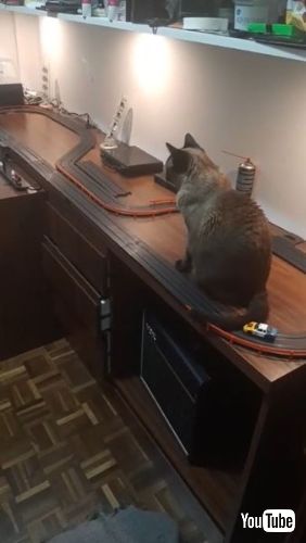 Slot Car Cat