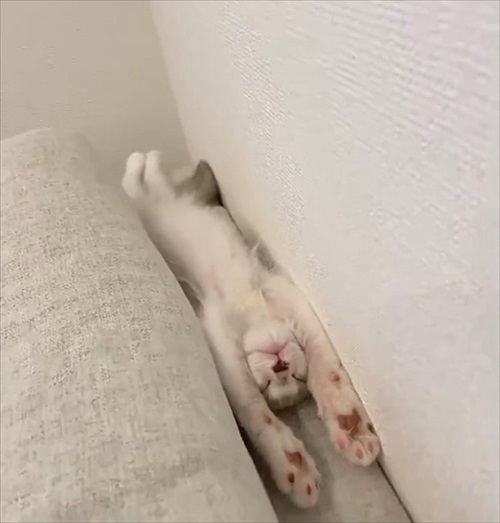 無防備すぎる猫ちゃん