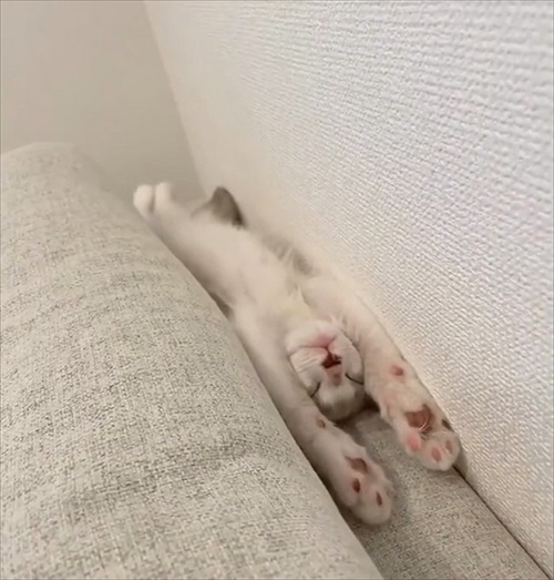 無防備すぎる猫ちゃん