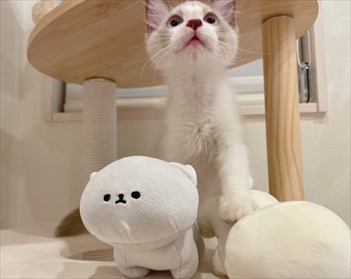 無防備すぎる猫ちゃん