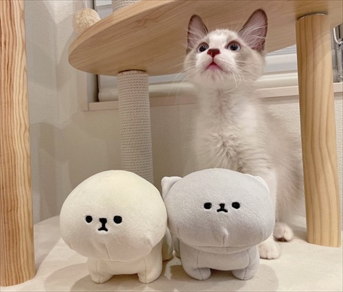 無防備すぎる猫ちゃん