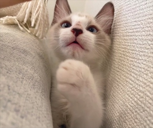 無防備すぎる猫ちゃん
