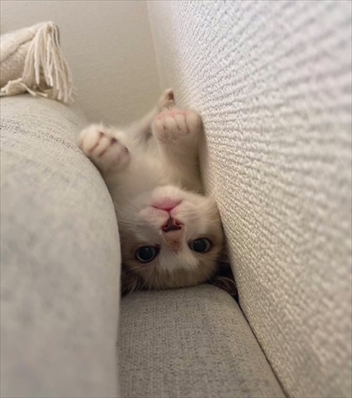 無防備すぎる猫ちゃん