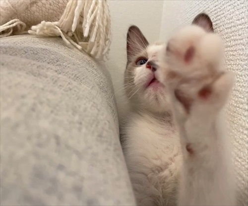 無防備すぎる猫ちゃん