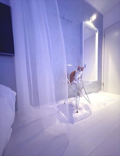 無防備すぎる猫ちゃん