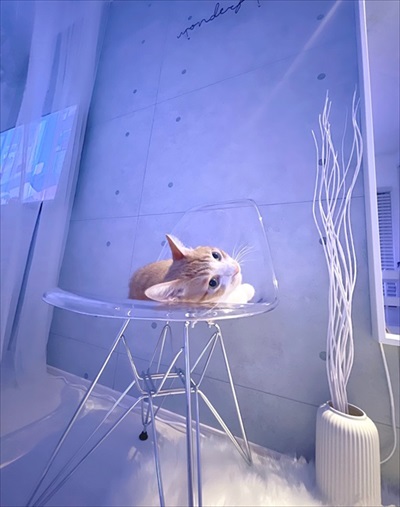 無防備すぎる猫ちゃん